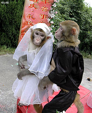 monkey wedding 